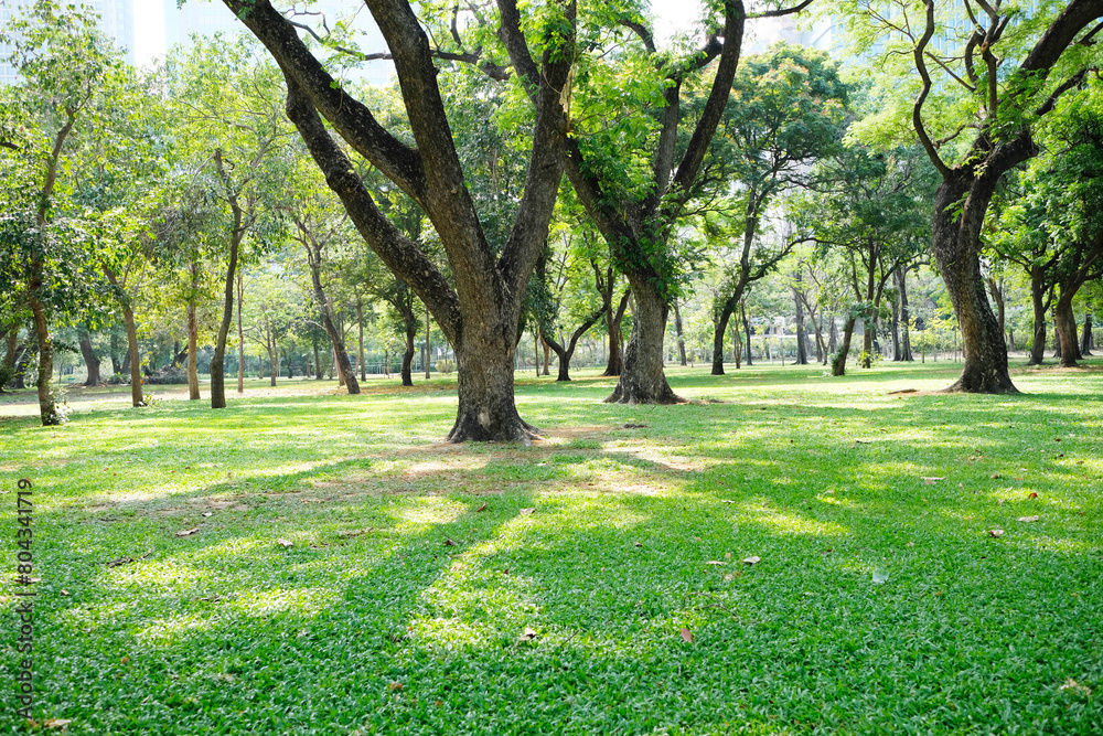 green tree or green forest.