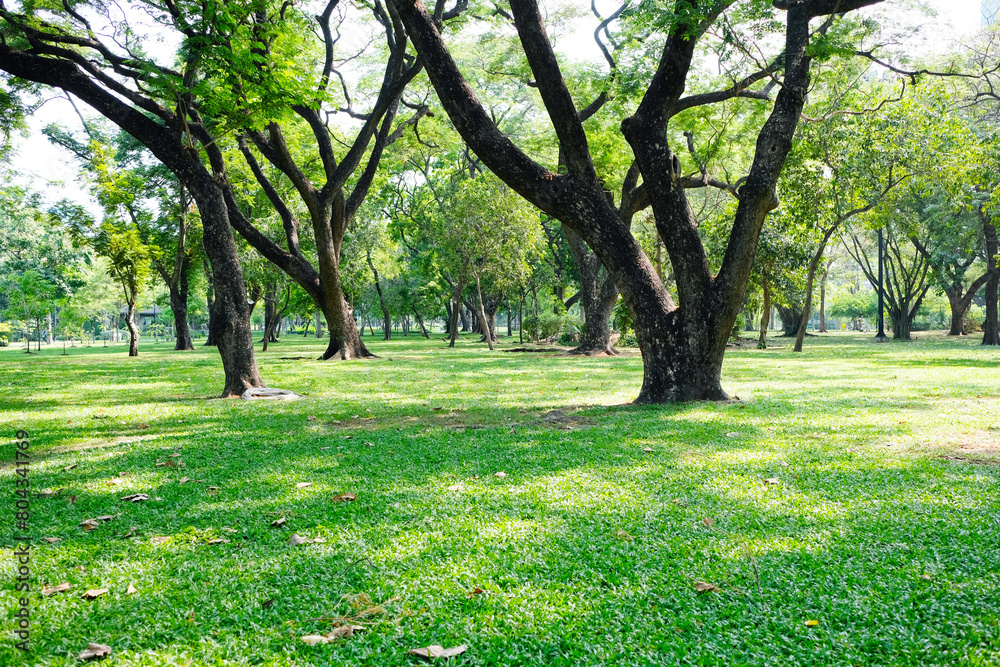 Obraz premium green tree or green forest.