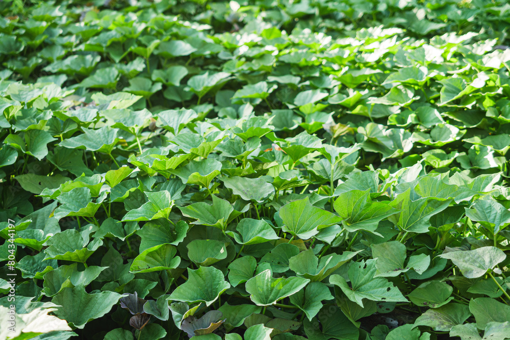 green plantation of organic natural sweet potatoes in the backyard green plantation of organic natural sweet potatoes in the backyard