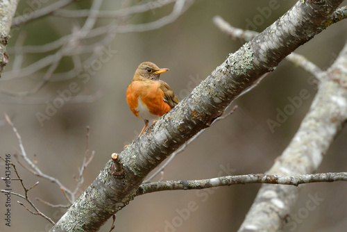 初夏に日光や志賀高原の森にやってくる渡り鳥、赤茶色のおなかが目立つ小鳥アカハラ