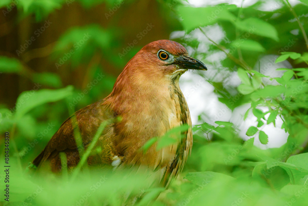 春に郊外の公園や、雑木林で時々見られる夜行性のサギの仲間、日本でしか繁殖していないミゾゴイ 春に郊外の公園や、雑木林で時々見られる夜行性のサギの仲間、日本でしか繁殖していないミゾゴイ
