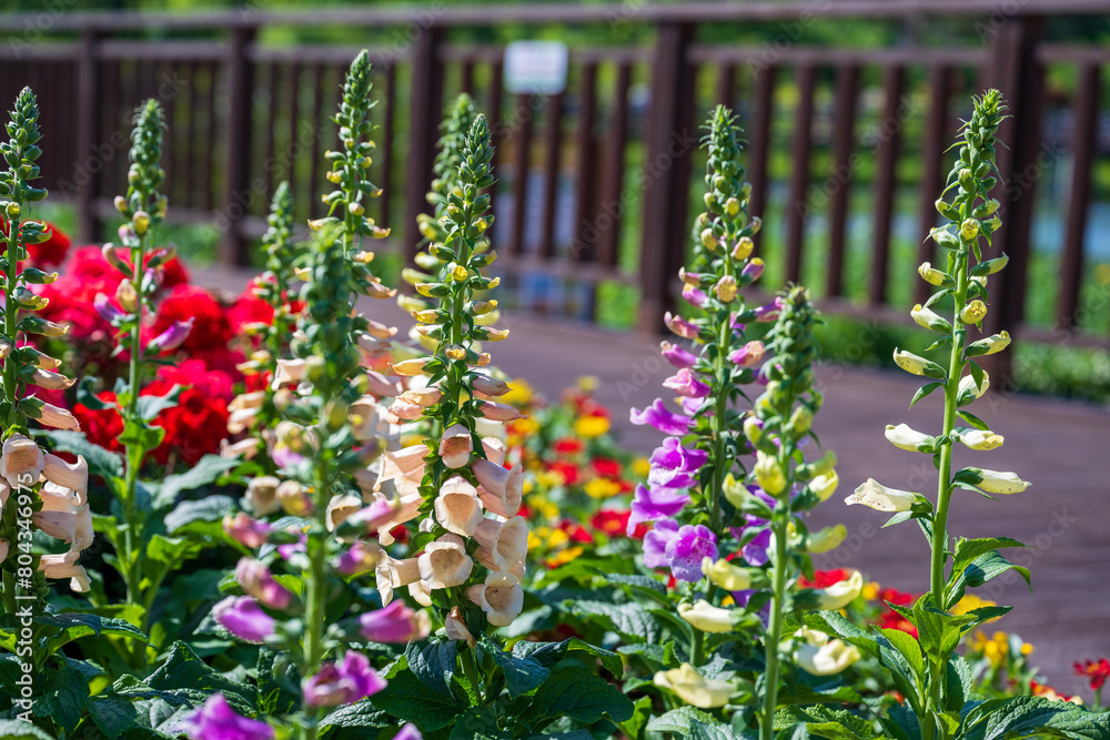 Obraz premium Garden scenery with colorful flowers (Digitalis purpurea) blooming in May