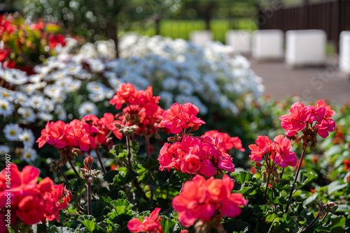 Garden scene with red geranium flowers in May © HoyaEuny