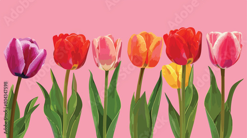 Blooming tulip flowers on pink background Vector style