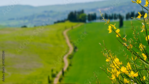 Panorama delle colline di Lajatico, terra natale di Andrea Bocelli presidente del Teatro del Silenzio, parco tematico musicale. ,provincia di pisa,toscana,italia photo