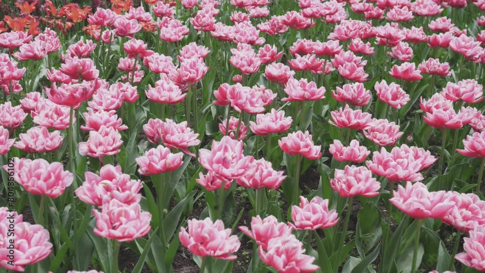 Tulips flowers background abstraction spring summer 4k Tulips flowers background abstraction spring summer 4k