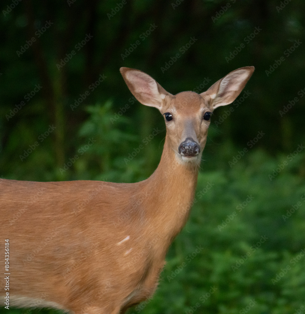 deer in the forest deer in the forest