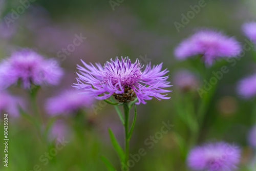 Lilac flowers of C⁠entaurea jacea. photo