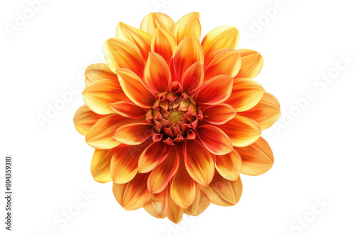 Orange yellow dahlia flower isolated on transparent background © posterpalette