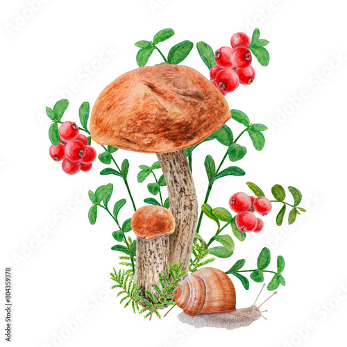 Boletus, dry leaves, red berries, snail. Watercolor hand drawn realistic botanical illustration with wild forest mushroom, cranberry for eco goods, card, poster, natural herbal medicine, book, sticker