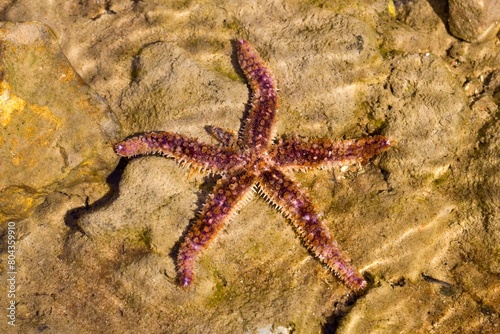 The White Sea Star or blue spiny starfish (Coscinasterias tenuispina) in shallow water