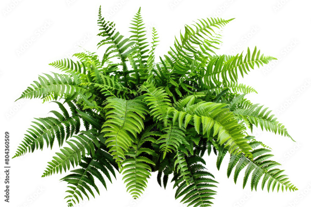 Fern fronds, lush greenery