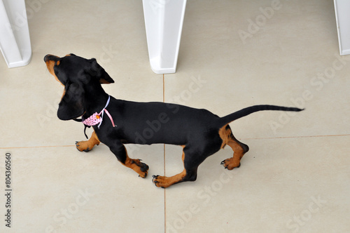  cachorro salsinha raça duchshund alemão photo
