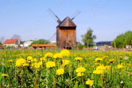 Traditional wooden windmill in Mokry Dwor in Zulawy and 
blooming dandelions on meadow photo