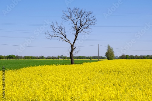 Beautiful scenery with lonely tree among yellow blooming rapeseed fields on Zulawy, Poland. A sunny day with blue sky. photo