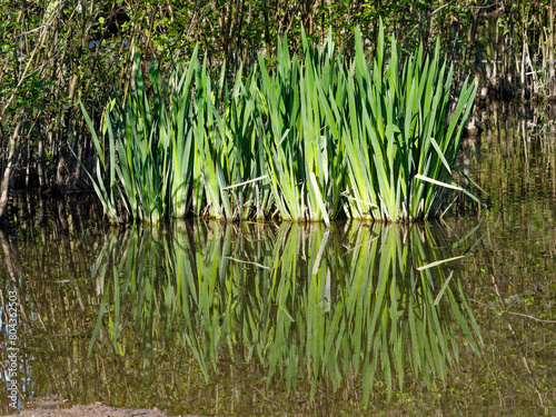 Sparganium emersum plant of the cat-tail famile (aka European bur-reed and unbranched bur-reed) and their reflection in a pond photo