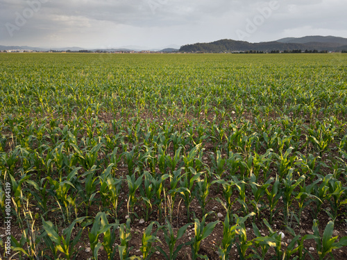 Countryside landscape, field of young green corn plants growing under the pleasant afternoon sun in the summer season, aerial shot.