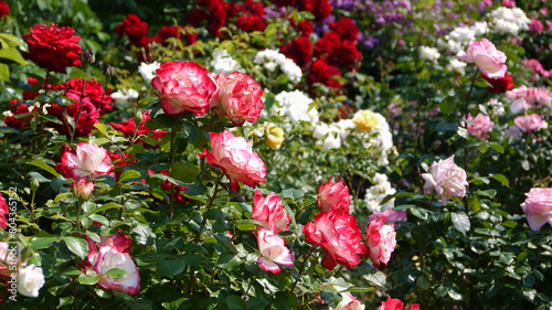 Varietal elite roses bloom in Rosengarten Volksgarten in Vienna. Pink and white Grandiflora rose flowers
