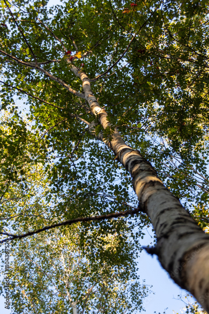 Fototapeta premium tree in the forest