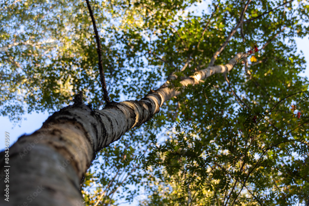 Fototapeta premium tree in the forest
