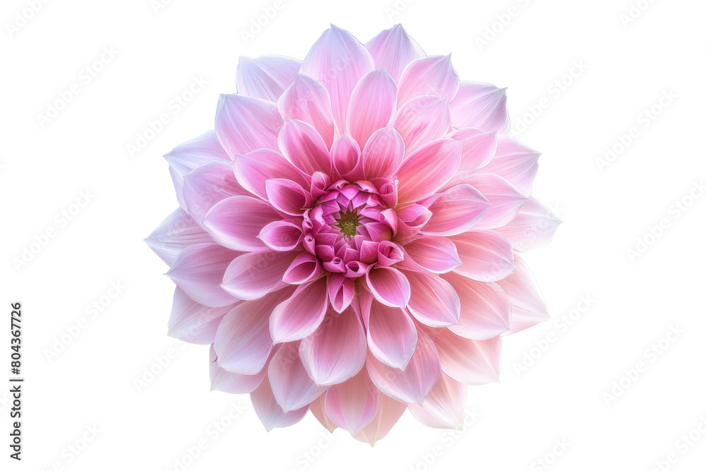 Pink dahlia flower isolated on transparent background Pink dahlia flower isolated on transparent background