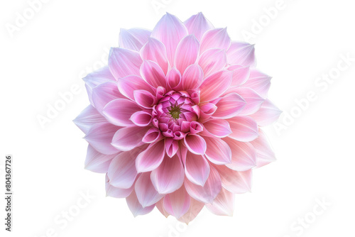 Pink dahlia flower isolated on transparent background