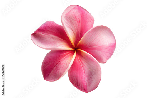 Pink frangipani flower isolated on transparent background photo