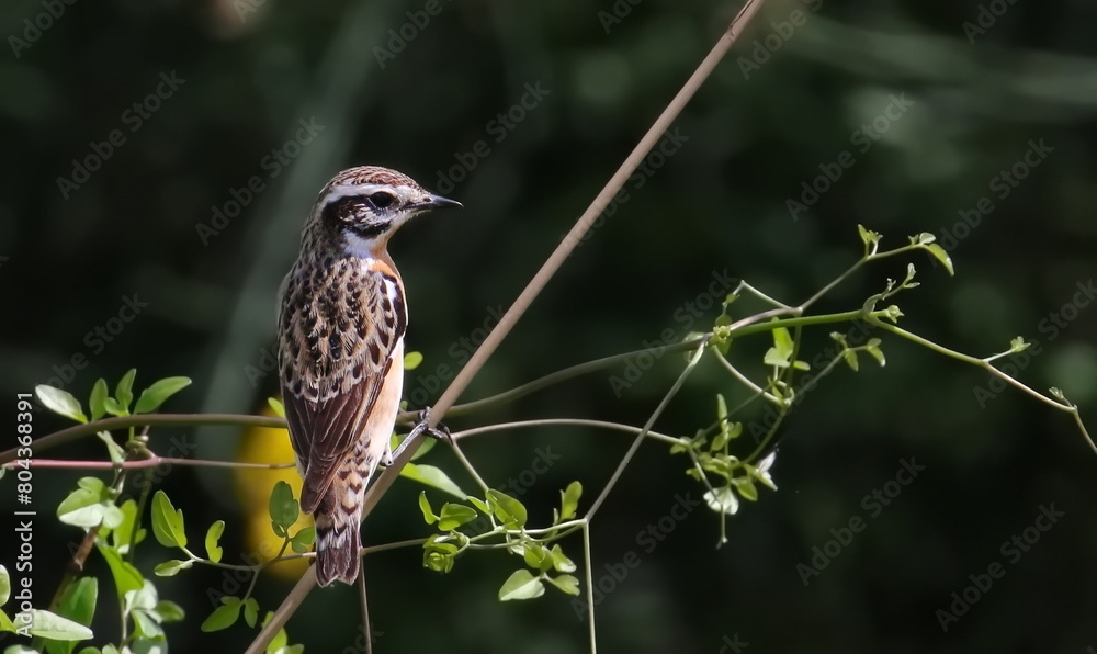 Whinchat male on branch, Saxicola rubetra, birds of Montenegro	