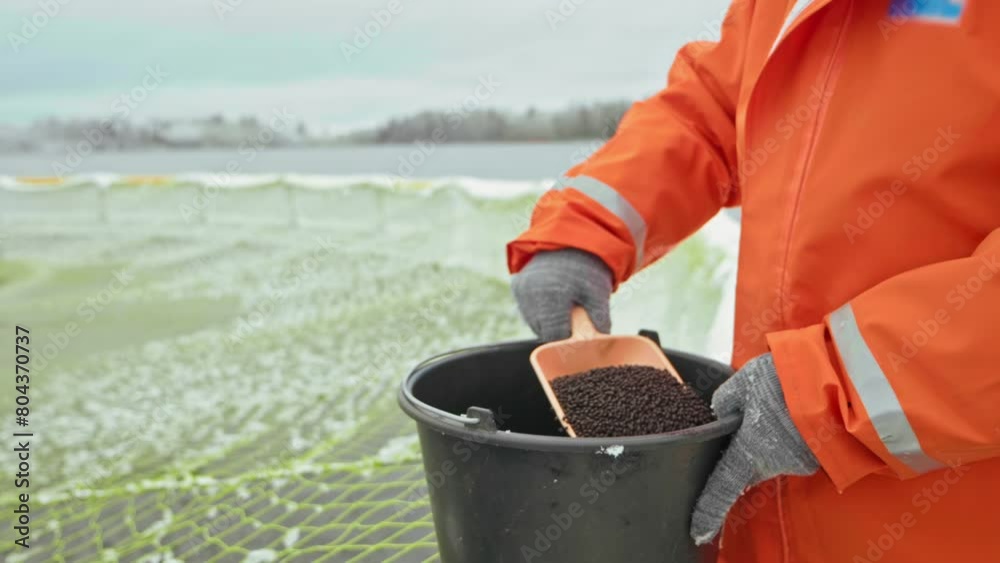 A fish farm worker feeds the fish in the cage with mixed fodder from a bucket, pouring pellets of food directly into the water with a scoop