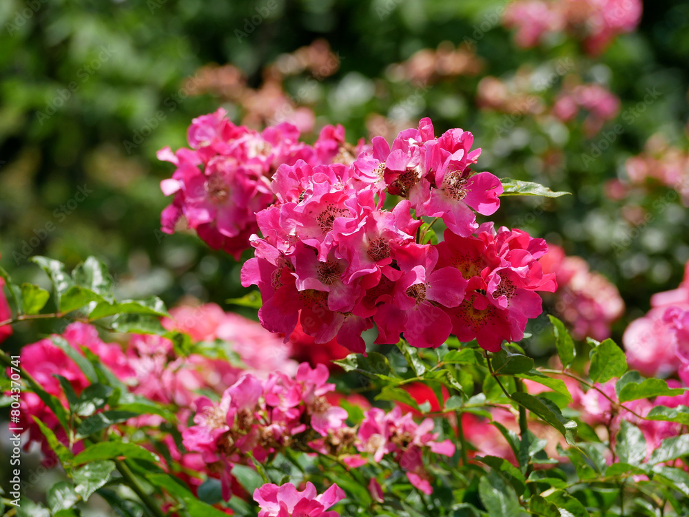 Varietal elite roses bloom in Rosengarten Volksgarten in Vienna. Pink Polyantha rose flowers Varietal elite roses bloom in Rosengarten Volksgarten in Vienna. Pink Polyantha rose flowers