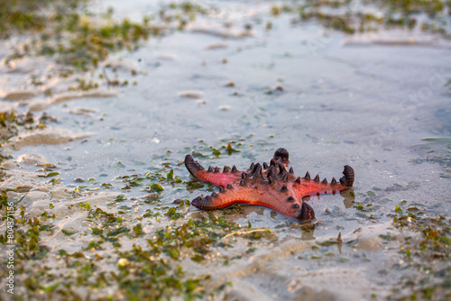 Red starfish feeds on sea grass. bright orange starfish Move slowly on the sand..Starfish live along the sea grass. When the tide is low, the starfish will be stuck on the seashore.