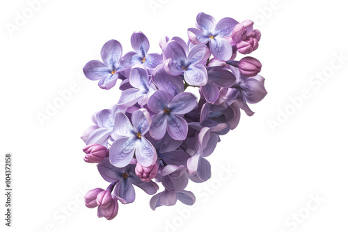 Purple lilac flowers isolated on transparent background