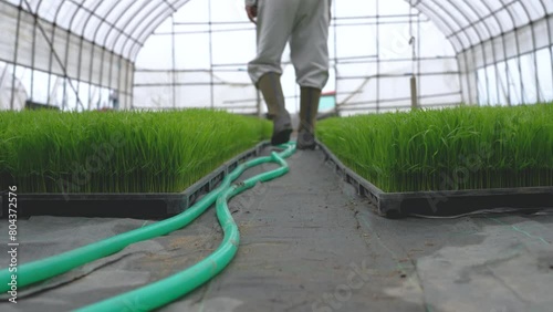 A person checking on rice seedlings in a greenhouse. rice plant. Japanese agriculture. ビニールハウスの稲の苗を確認する人。若い苗。田植え。日本の農業