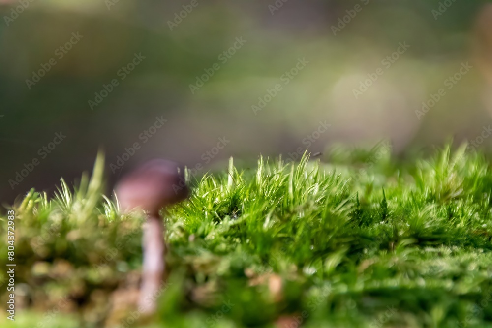mushroom in the forest mushroom in the forest
