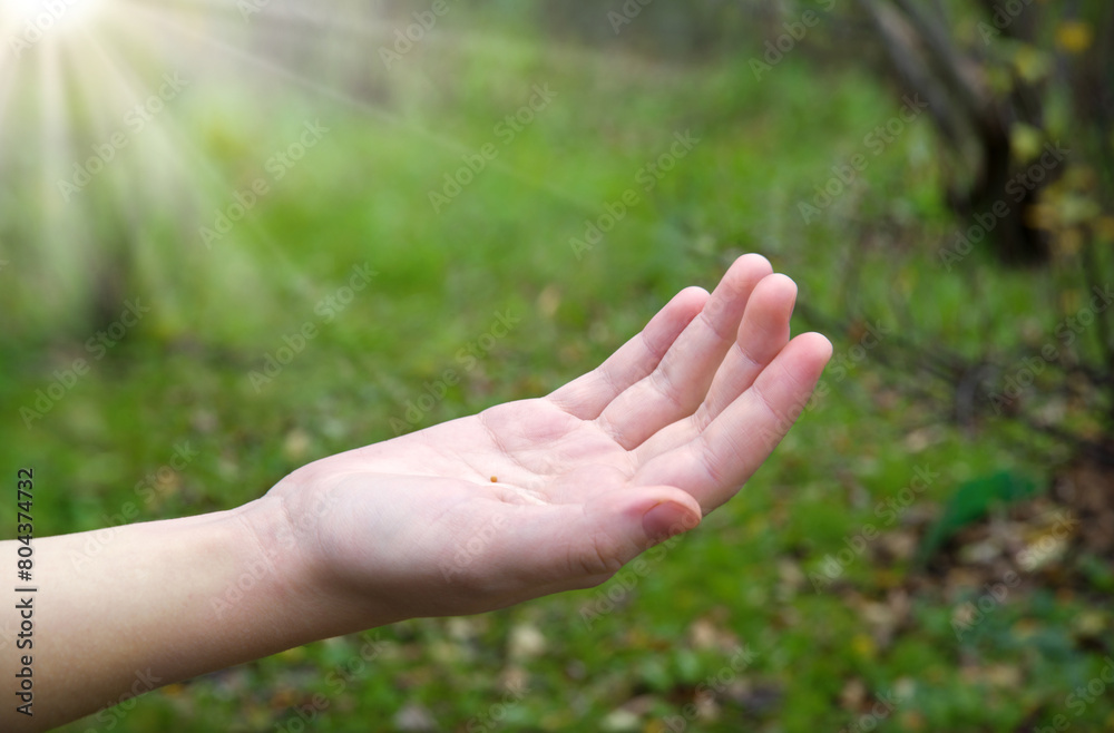 Hand holding small mustard seed Hand holding small mustard seed