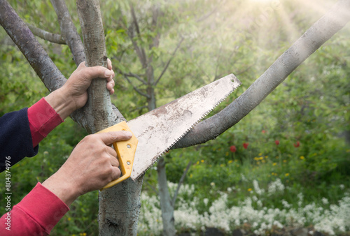 Man s hands sawing a tree