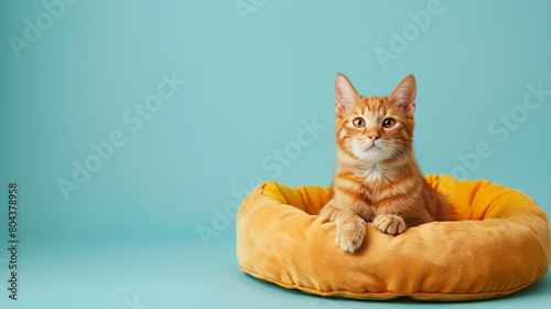 Cute Thai cat and pet bed on color background