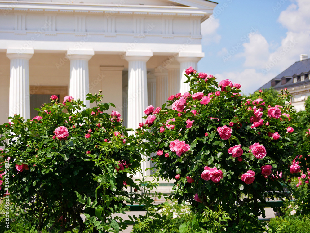 Fototapeta premium Varietal elite roses bloom in Rosengarten Volksgarten in Vienna. Pink rose flowers in the park at the background of Theseustempel columns