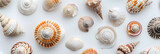 An Assortment of Seashells of Different Sizes, Colors, and Patterns on a White Background