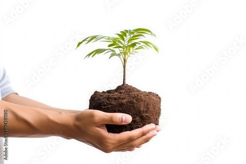 a tree with soil on the palm