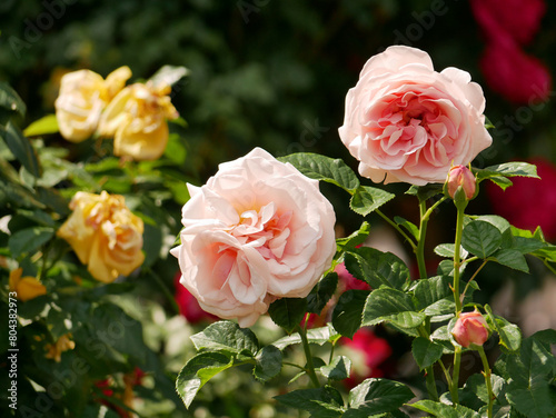 Varietal elite roses bloom in Rosengarten Volksgarten in Vienna. Pink and yellow Floribunda rose flowers