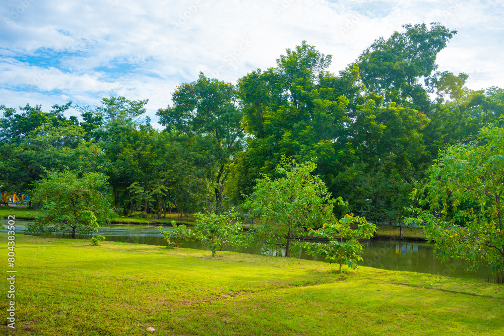 Green meadow grass tree park blue sky with cloud Green meadow grass tree park blue sky with cloud