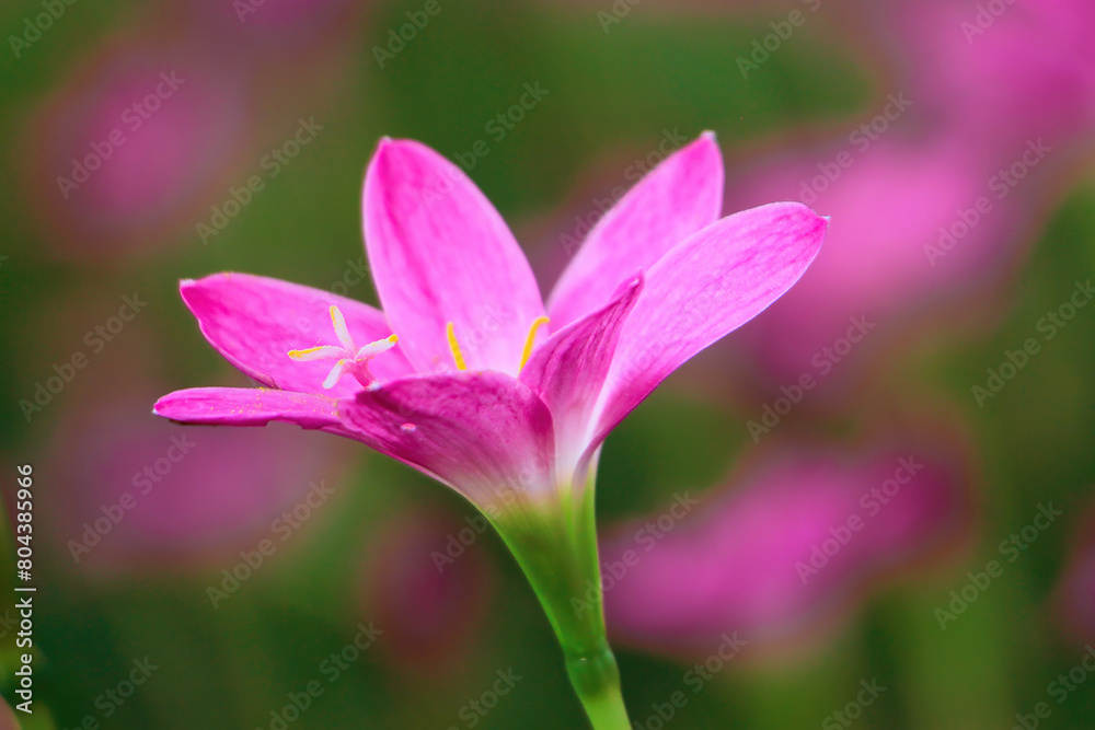 Close up of pink flower. Beautiful Pink Fairy Lilie. pink zephyr lily, and pink magic lily are the common names of several species of flowering plants belonging to the genera Zephyranthes Close up of pink flower. Beautiful Pink Fairy Lilie. pink zephyr lily, and pink magic lily are the common names of several species of flowering plants belonging to the genera Zephyranthes