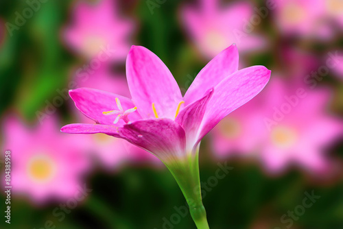 Close up of pink flower. Beautiful Pink Fairy Lilie. pink zephyr lily, and pink magic lily are the common names of several species of flowering plants belonging to the genera Zephyr Anthes. © MdTamim
