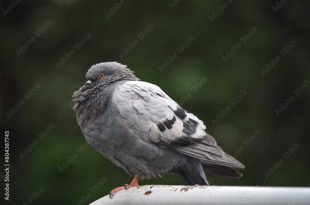 Fototapeta premium Pigeon perched on the iron in the park. blurred green background