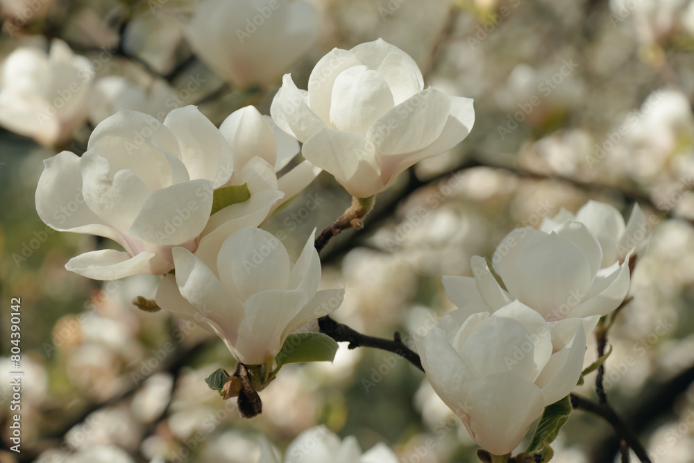 Obraz premium Closeup of white magnolia blossoms in full bloom, set against the backdrop of an ancient garden