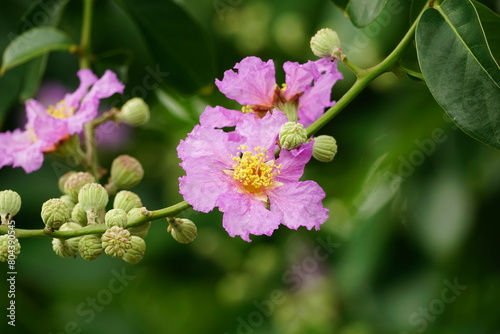 Close-up of Lagerstroemia speciosa flower blooming photo