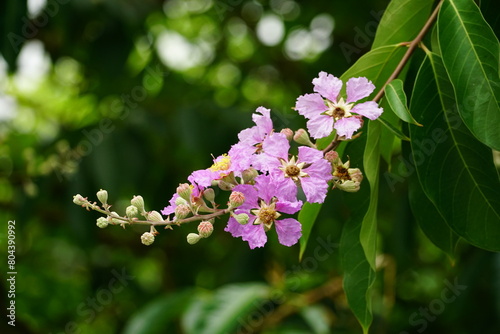 Close-up of Lagerstroemia speciosa flower blooming photo