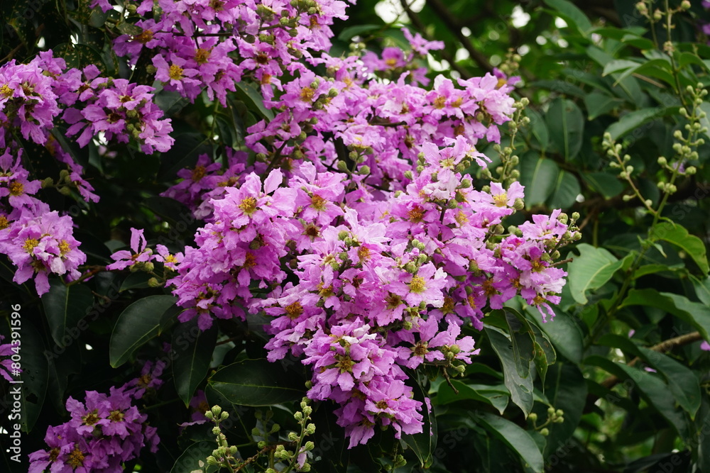 Close-up of Lagerstroemia speciosa flower blooming Close-up of Lagerstroemia speciosa flower blooming