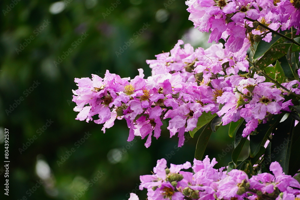 Fototapeta premium Close-up of Lagerstroemia speciosa flower blooming